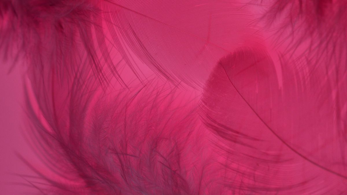 Pink Feathers